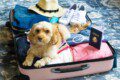 Pet-friendly vacation rentals dog ready for Lake Conroe trip