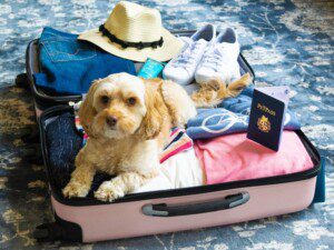 Pet-friendly vacation rentals dog ready for Lake Conroe trip