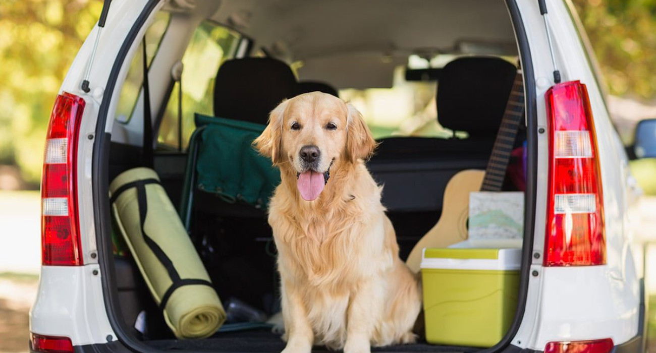 blog-life-with-pets-travel-dog blog-life-with-pets-travel-dog