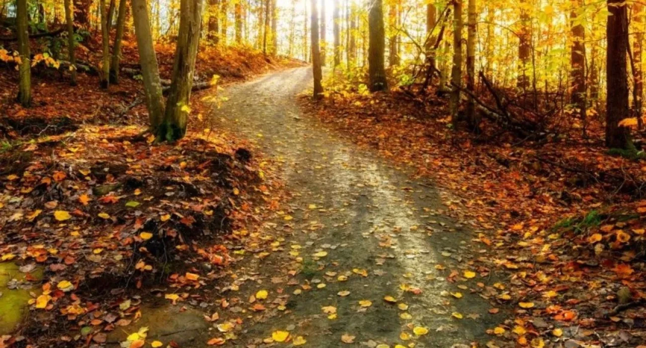 cypress-creek-nature-trail-park-1500x609@2x-1080x675