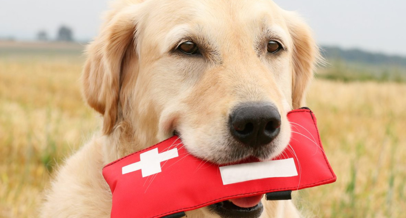 Golden Retriever with First-Aid-Kit